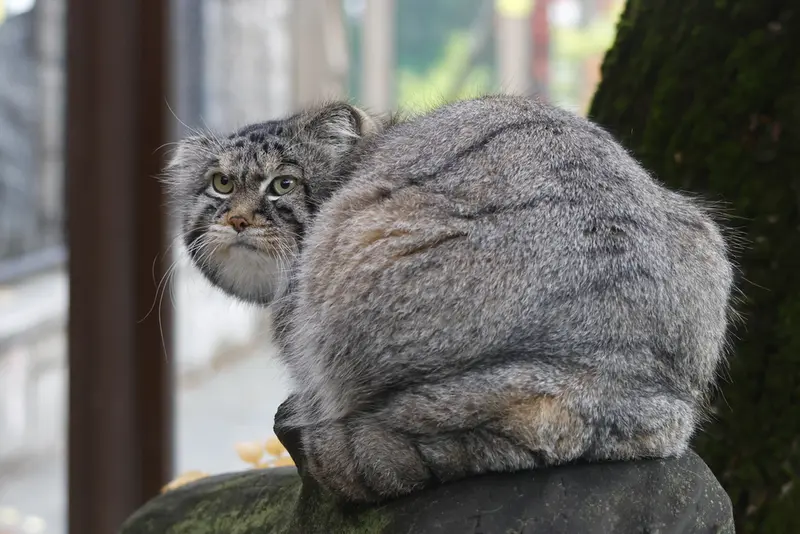 モスクワ動物園のティモフェイの写真