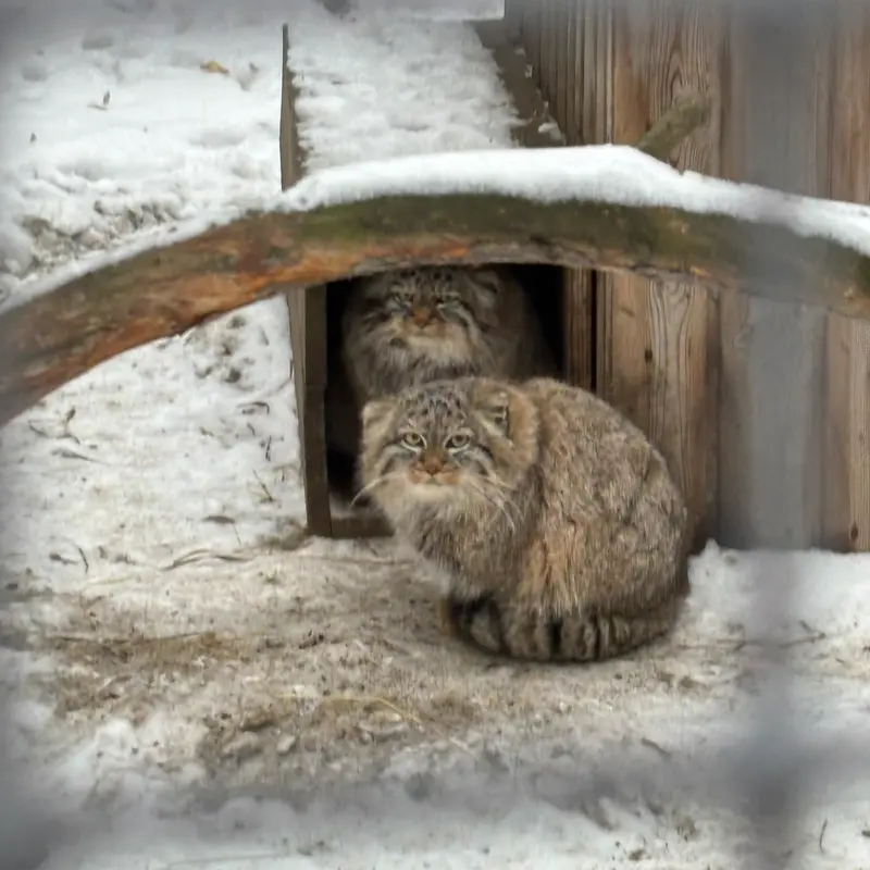 ノヴォシビルスク動物園のガビとロロの娘 2024 Ⅴの写真