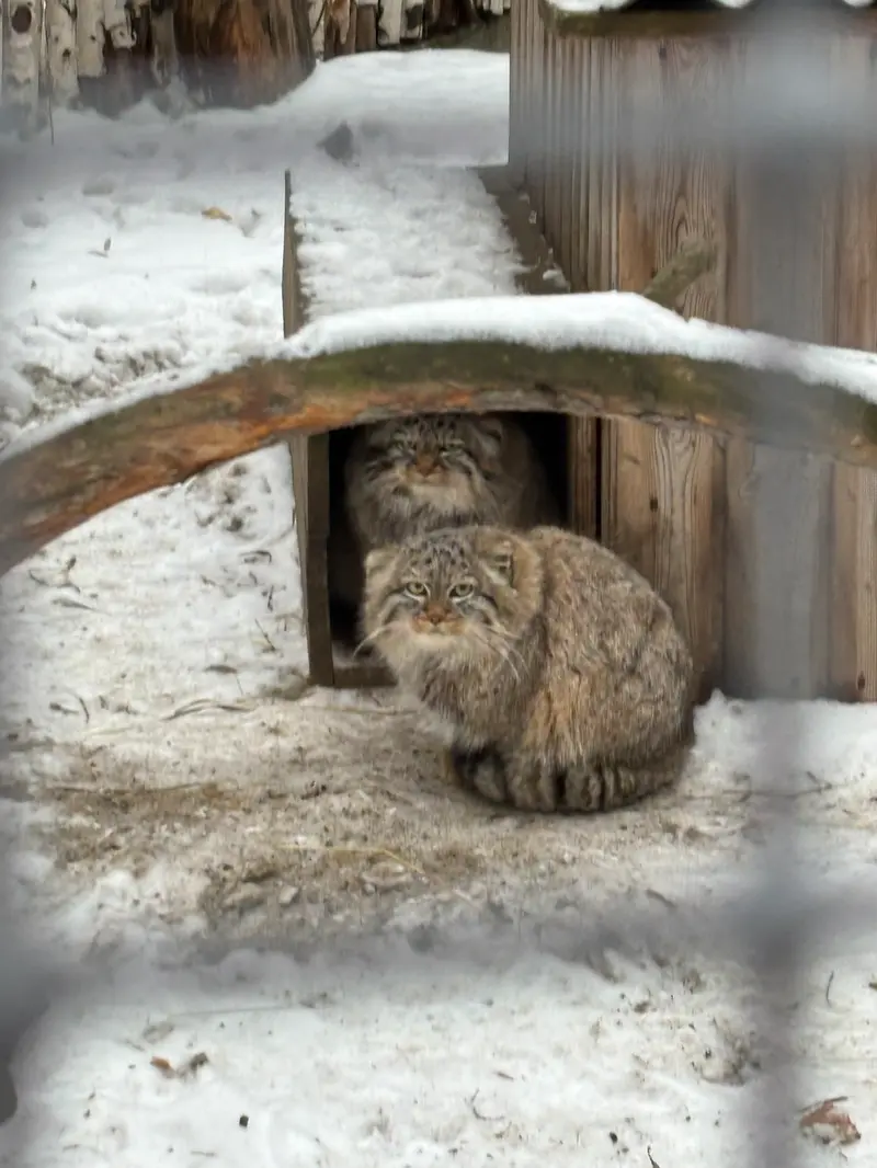 ノヴォシビルスク動物園のガビとロロの娘 2024 Ⅴの写真