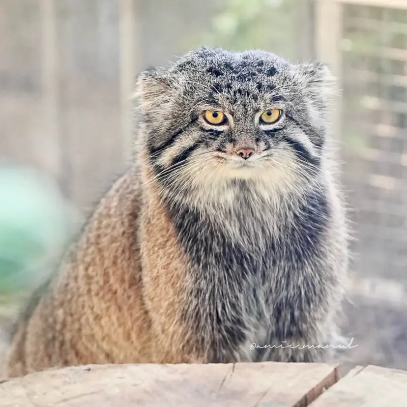 マヌルネコの写真