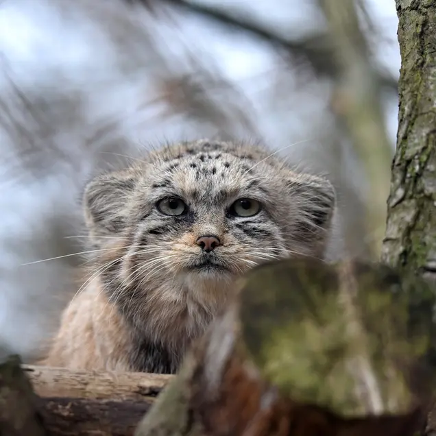 ブルノ動物園のナミカの写真