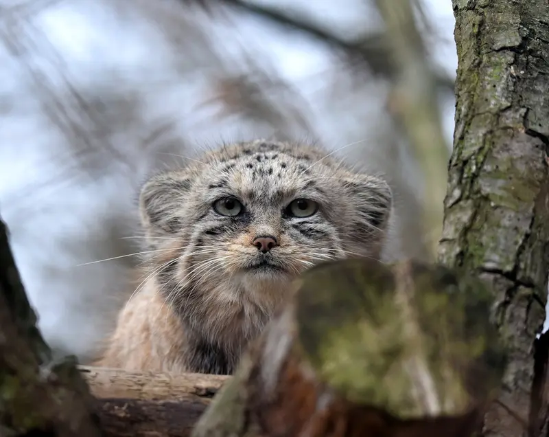 ブルノ動物園のナミカの写真