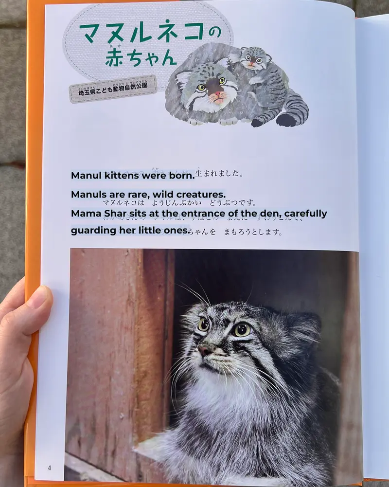 マヌルネコの写真