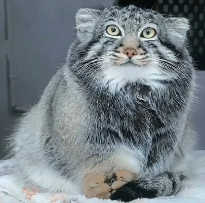 青海チベット高原野生動物園のスン・サンランの写真
