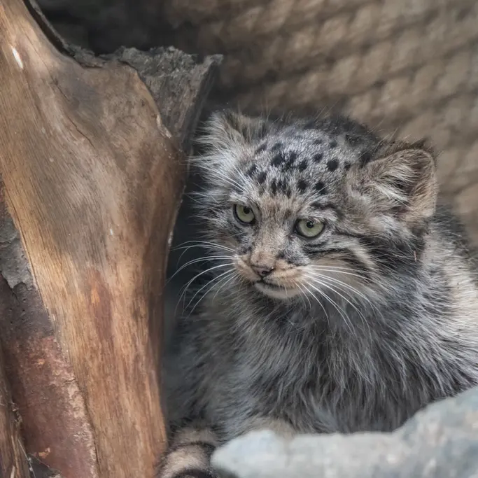 ブルノ動物園のマヌルネコの写真