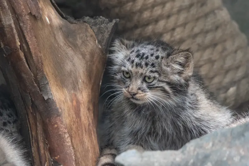 ブルノ動物園のマヌルネコの写真