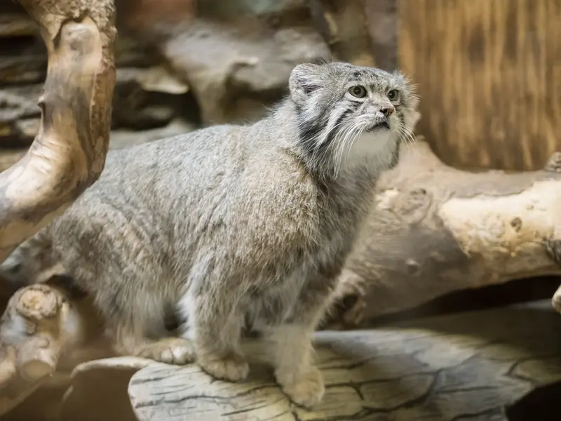 恩賜上野動物園のクリョンの写真