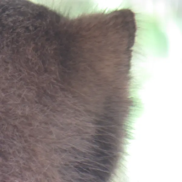 スミソニアン国立動物園のセバとアカルの写真