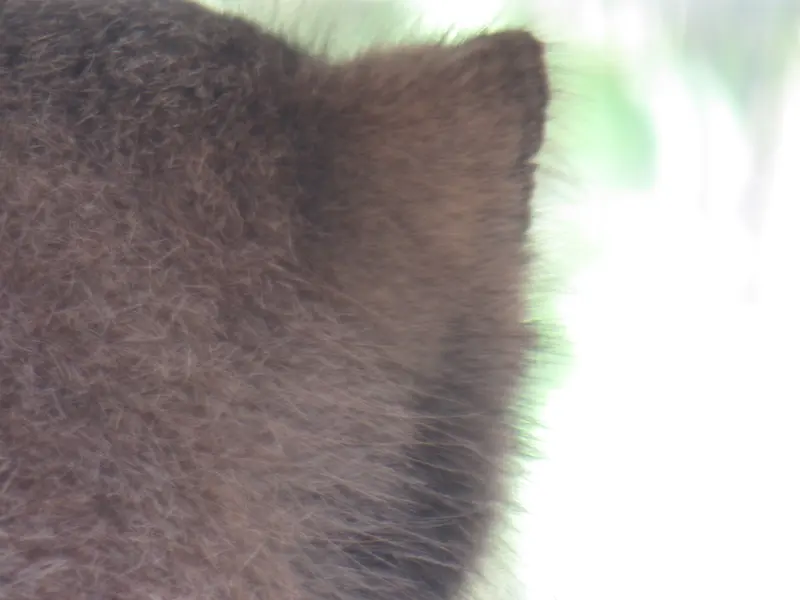 スミソニアン国立動物園のセバとアカルの写真