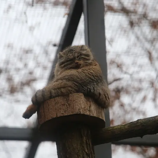 グダニスク動物園のウラの写真