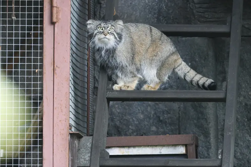モスクワ動物園のティモフェイの写真