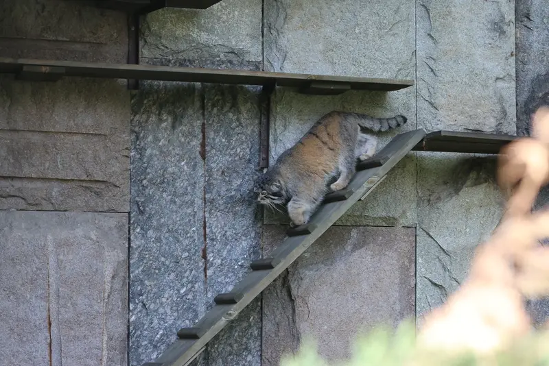 モスクワ動物園のティモフェイの写真