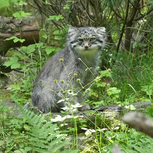 オペル動物園のバトゥの写真