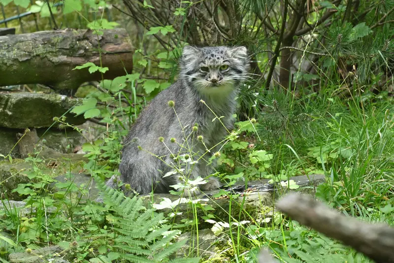 オペル動物園のバトゥの写真