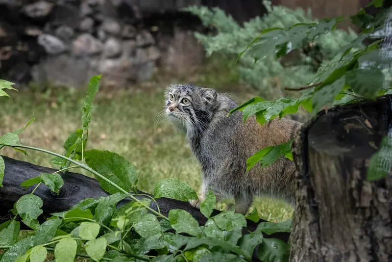 モスクワ動物園のティモフェイの写真