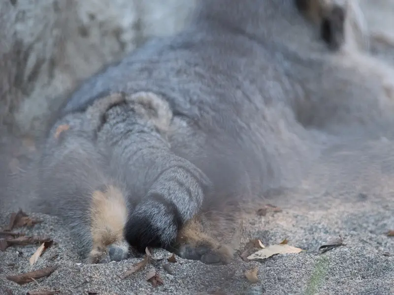 野毛山動物園のフィーガの写真
