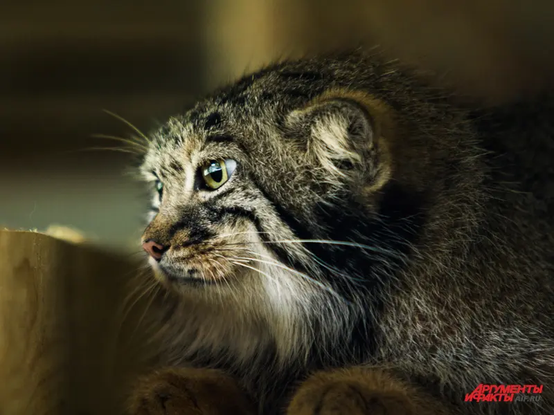 モスクワ動物園のヴァルヴァラの写真