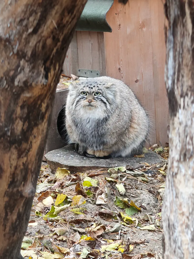 ノヴォシビルスク動物園のアーニャの写真