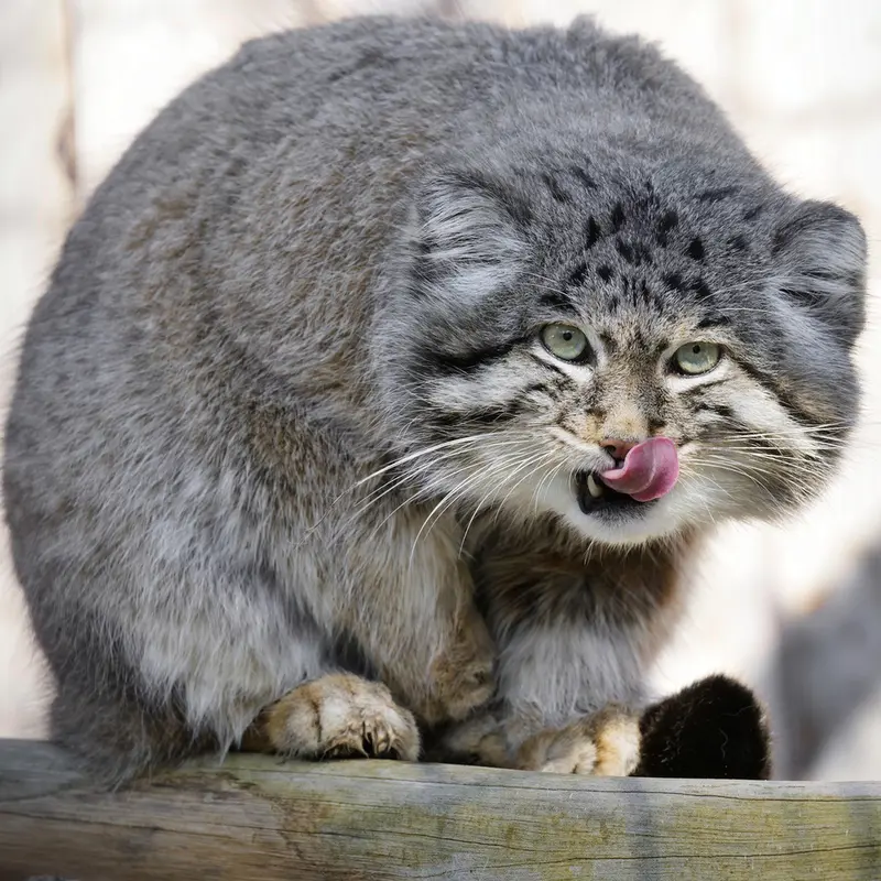 グラスレーベン動物園のディマの写真