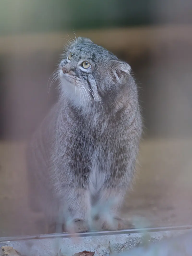 野毛山動物園のフィーガの写真