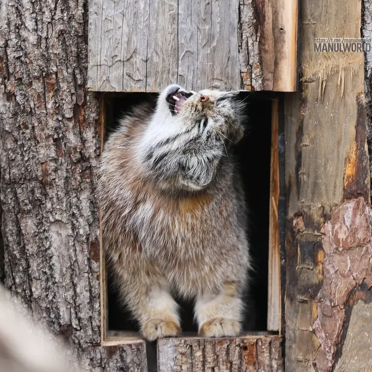 レッドリバー動物園のカイの写真