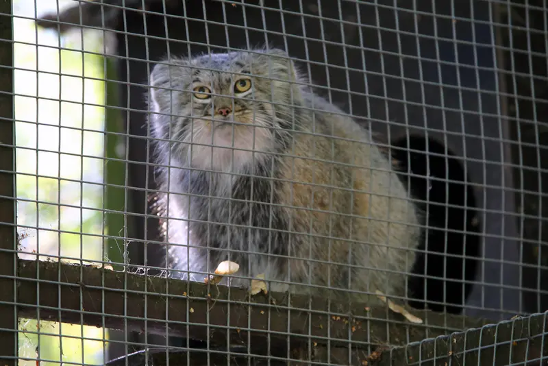 コシツェ動物園のアイセンの写真