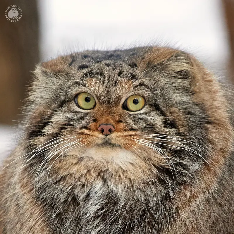 ノヴォシビルスク動物園のマヌルネコのアデル