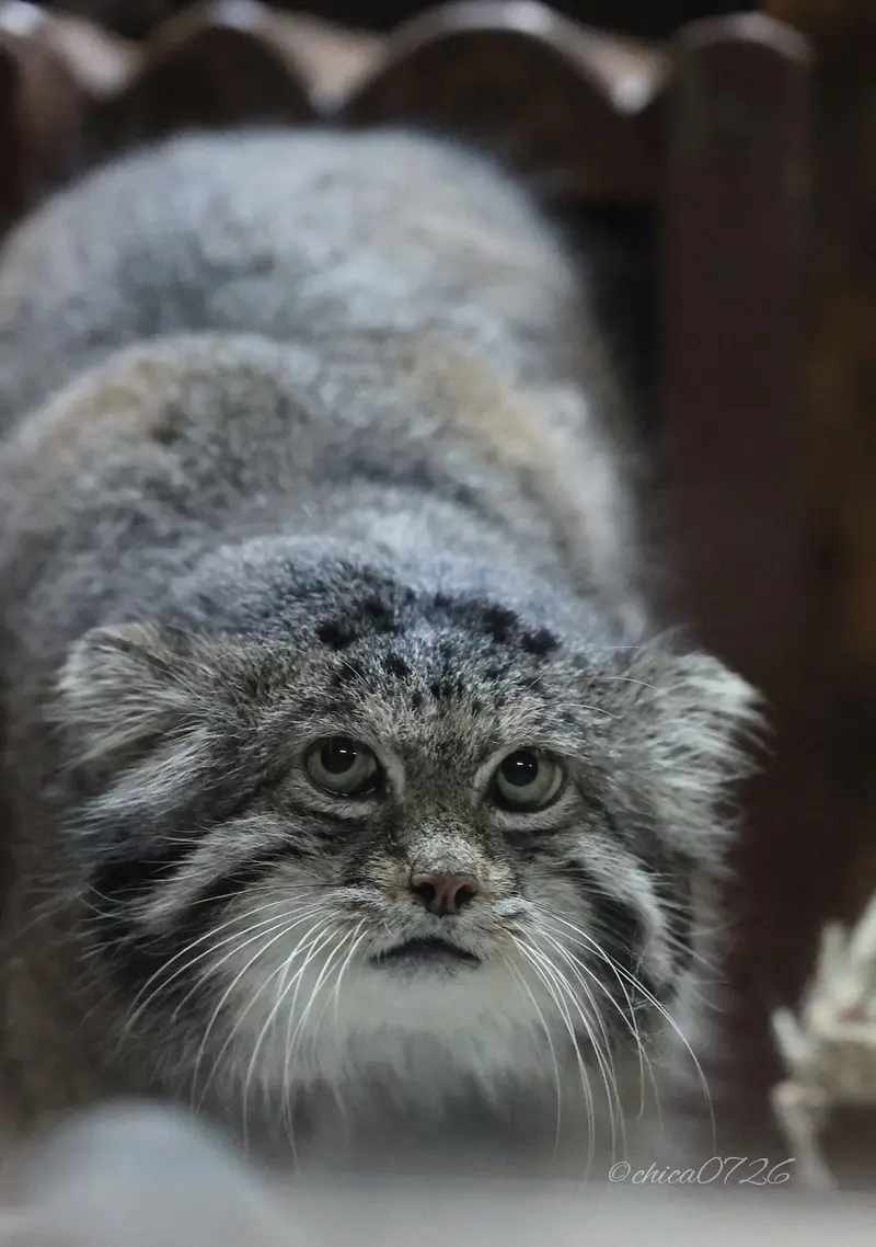 恩賜上野動物園のクリョンの写真