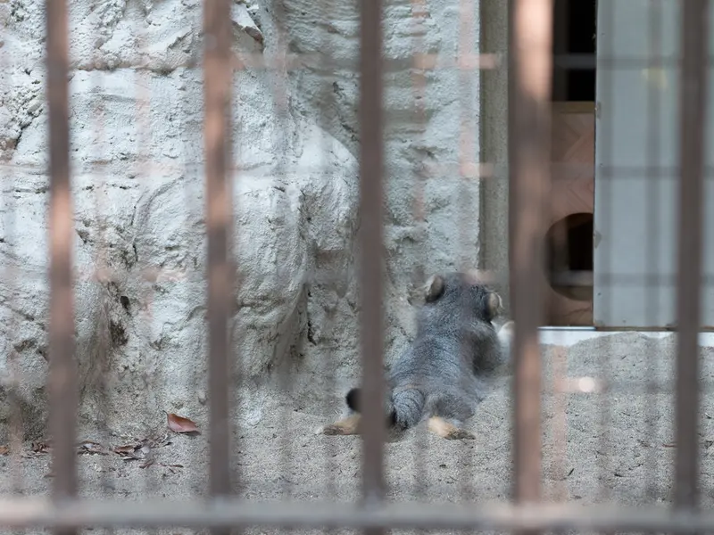 野毛山動物園のフィーガの写真