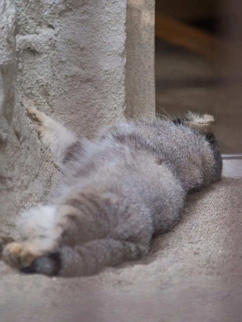 野毛山動物園のフィーガの写真
