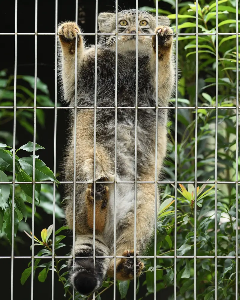 東山動植物園のノブの写真