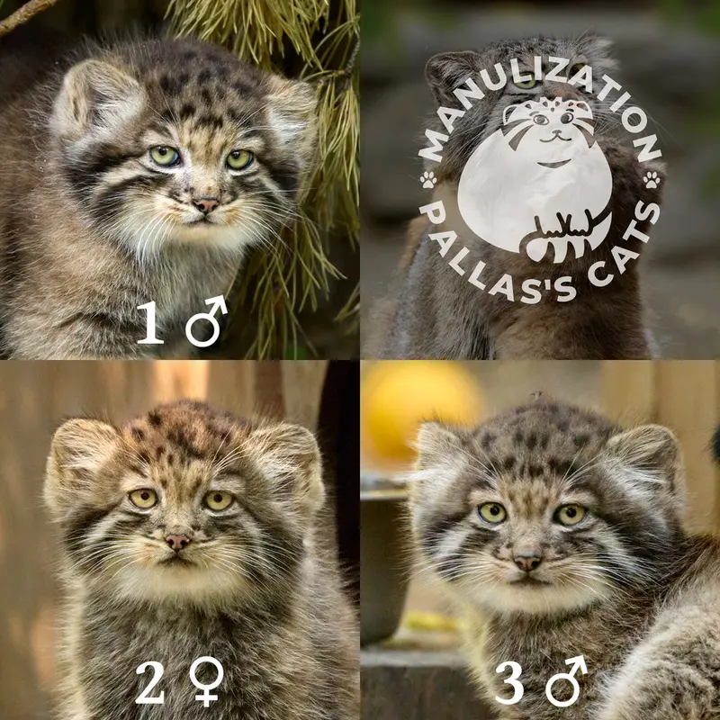ノヴォシビルスク動物園のスネジャナの息子 b.2026 Ⅰ、スネジャナの娘 b.2026 Ⅱとスネジャナの息子 b.2026 Ⅲの写真