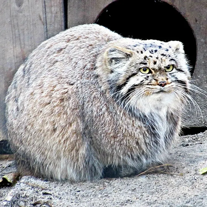 ノヴォシビルスク動物園のマヌルネコの写真