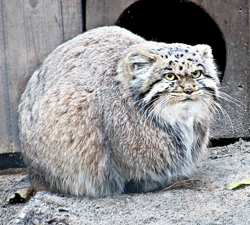 ノヴォシビルスク動物園のマヌルネコの写真