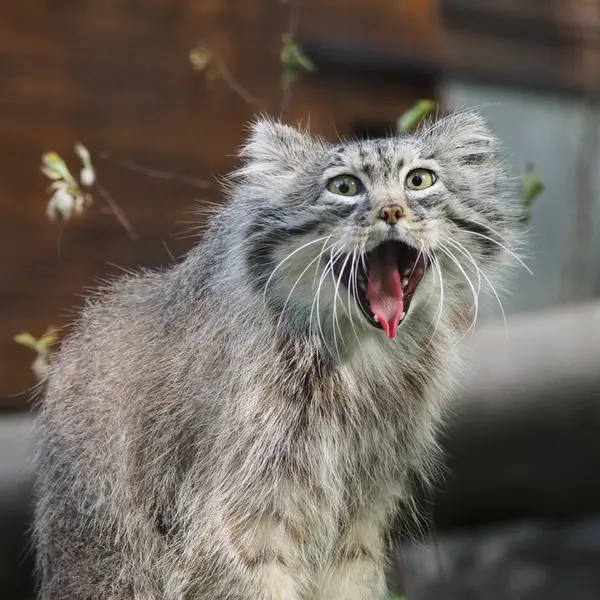 グダニスク動物園のマヌエルの写真
