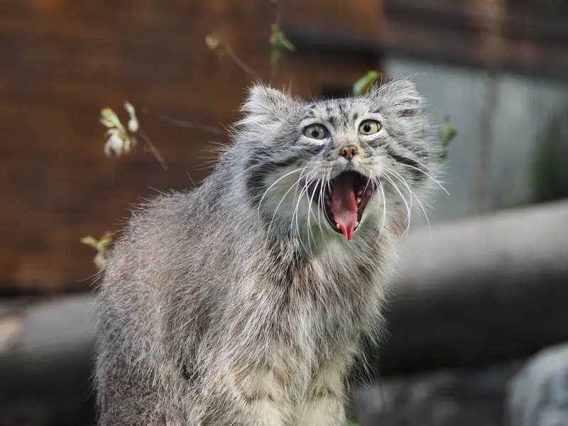 グダニスク動物園のマヌエルの写真