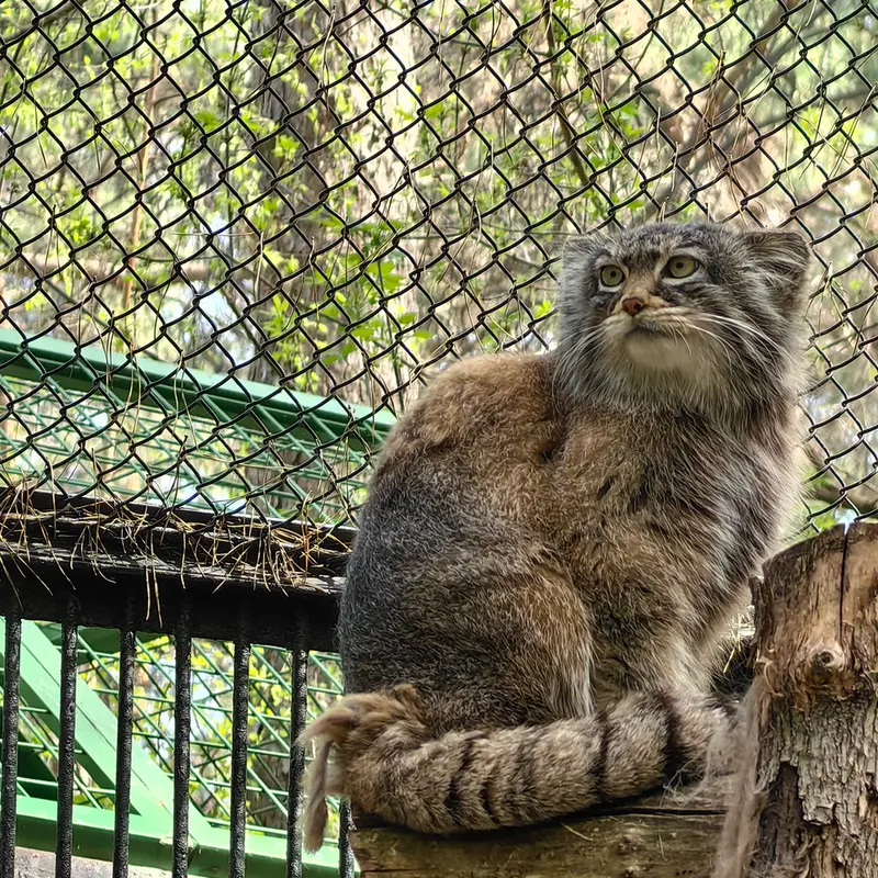 ノヴォシビルスク動物園のゾーシャの写真