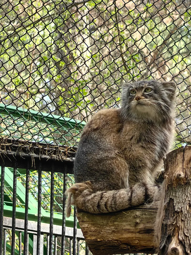 ノヴォシビルスク動物園のゾーシャの写真