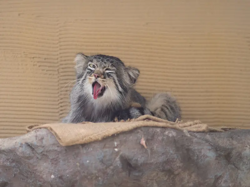 旭山動物園のヒデの写真