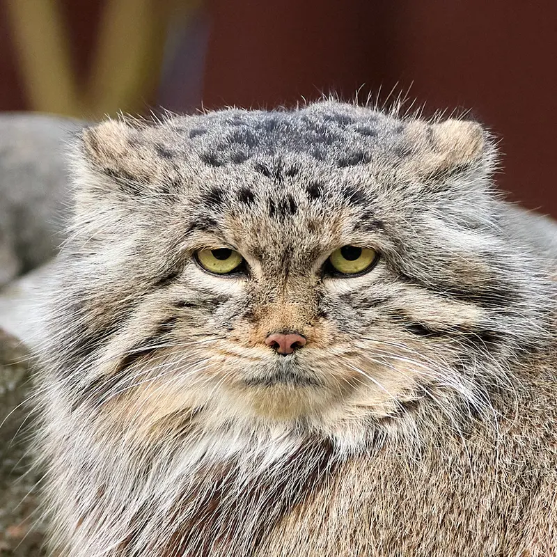 ポズナン新動物園のマヌルネコのマニア
