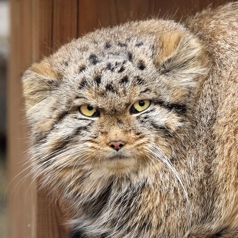 ノヴォシビルスク動物園のマヌルネコのジンジャー