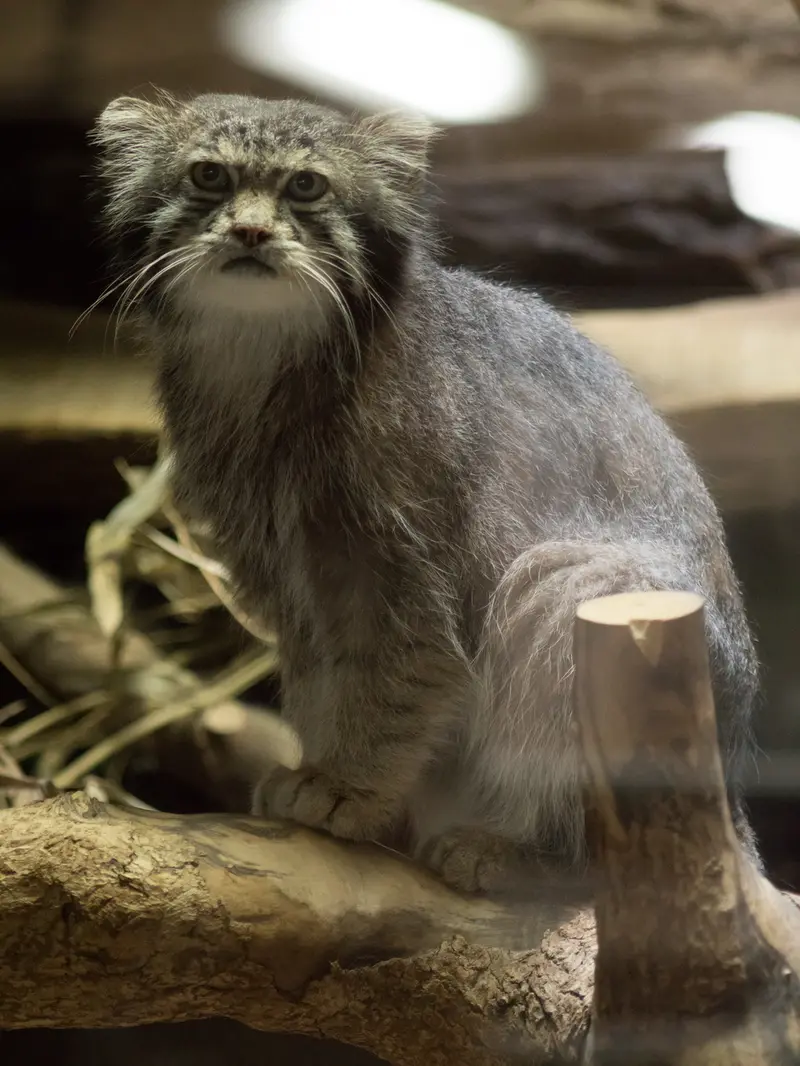 恩賜上野動物園のクリョンの写真
