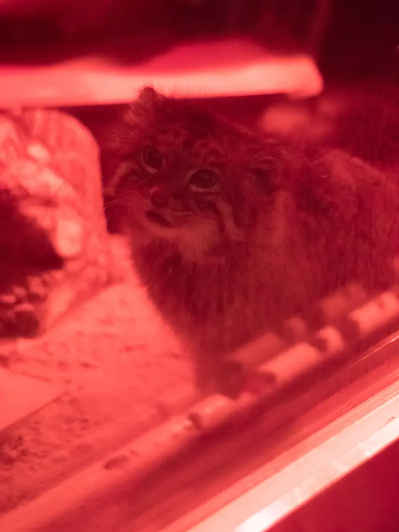 恩賜上野動物園のナイマの写真