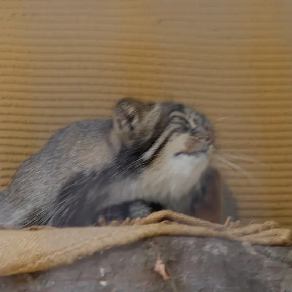 旭山動物園のマヌルネコの写真