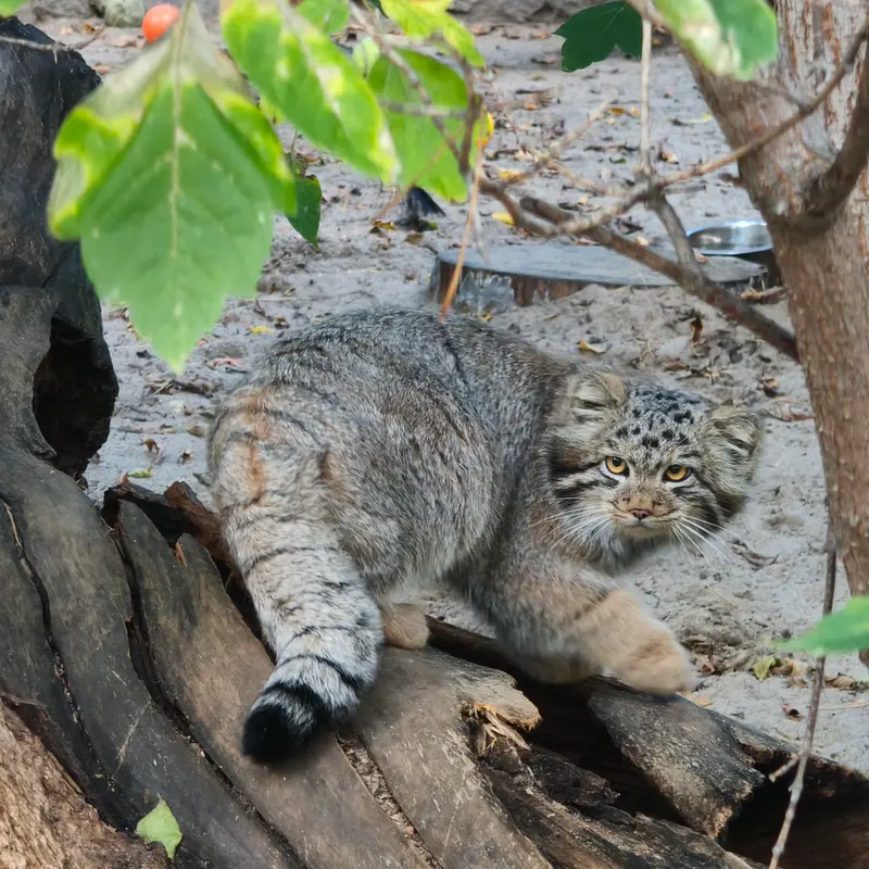 ノヴォシビルスク動物園のスネジャナの息子 b.2026 Ⅰの写真