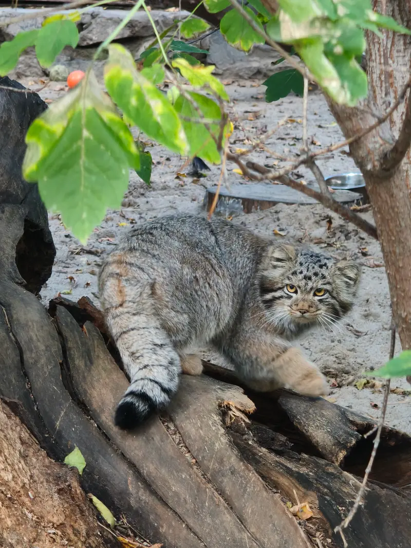 ノヴォシビルスク動物園のマヌルネコの写真
