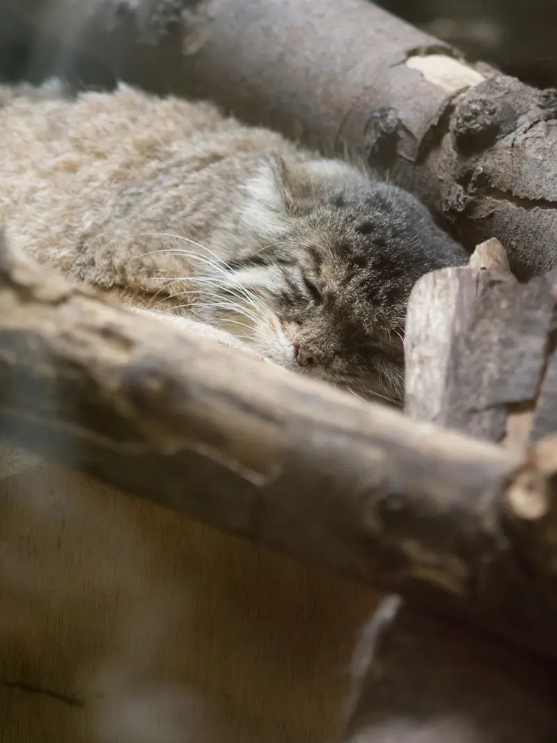 恩賜上野動物園のプリームラの写真