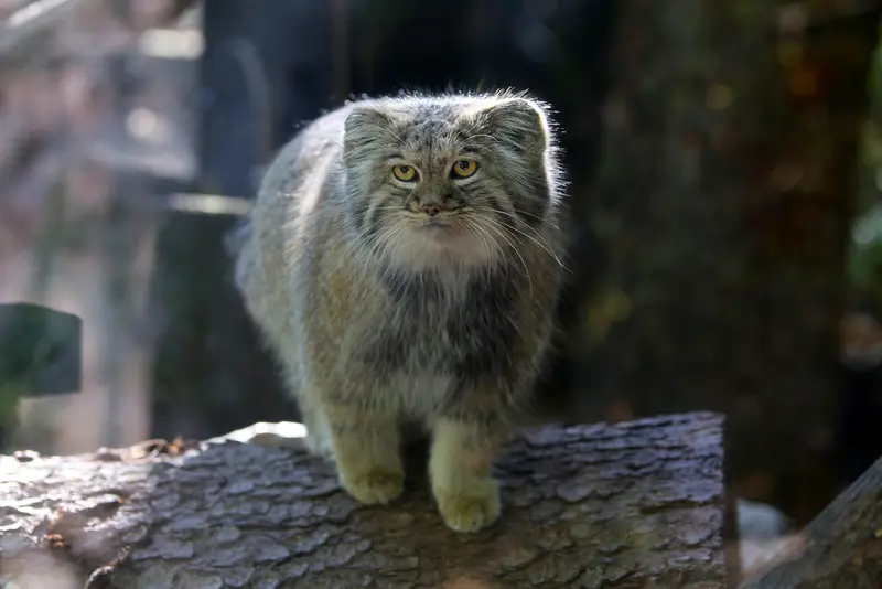 コシツェ動物園のアイセンの写真