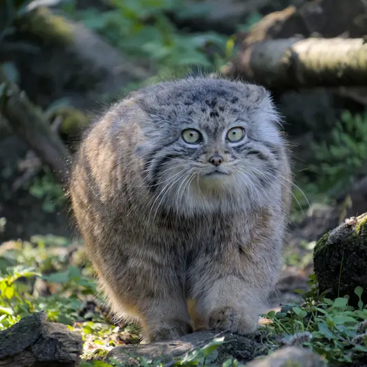 ロッテルダム動物園のマヌルネコのポエス