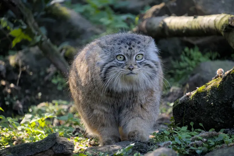 ロッテルダム動物園のポエスの写真